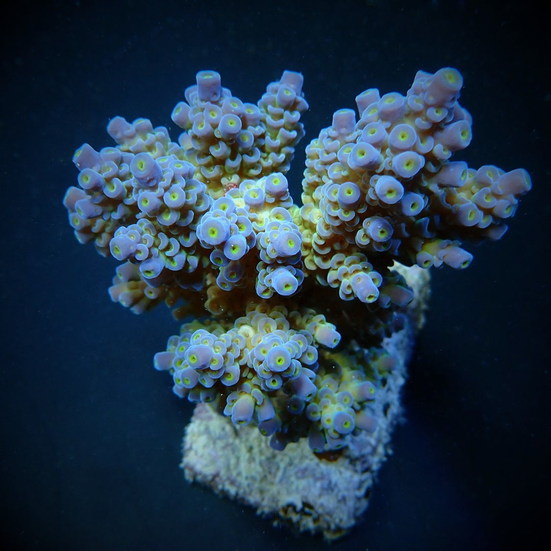 Acropora tenuis blau
