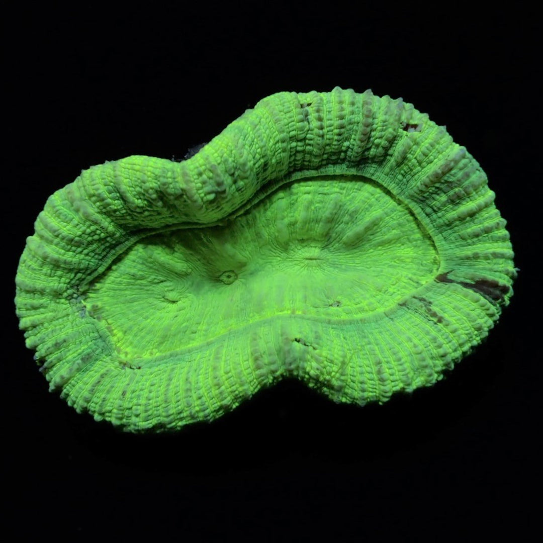 Trachyphyllia Grün
