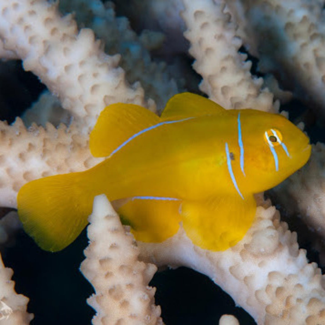 Gobiodon citrinus - Zitronengrundel