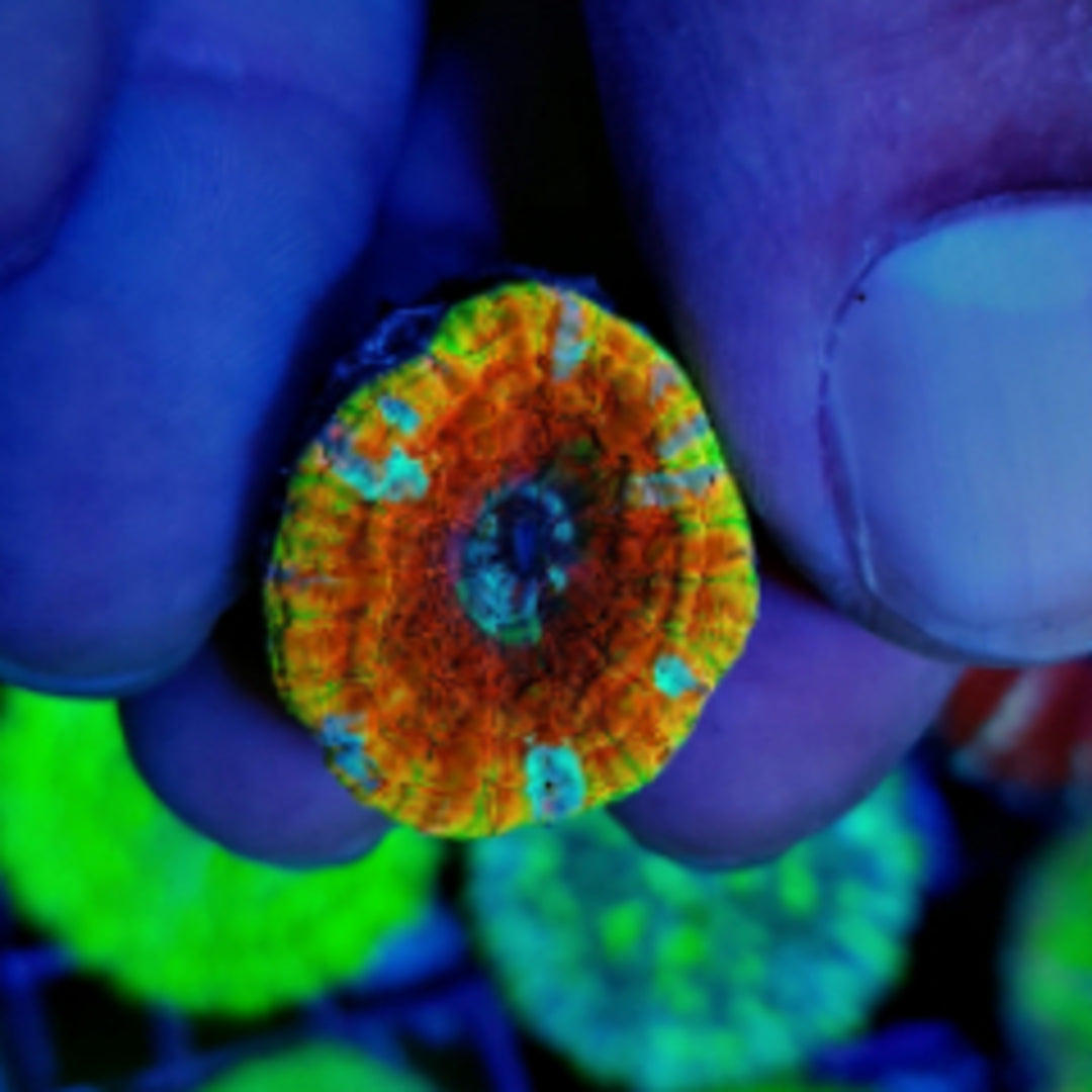 Scolymia WA Mini Ultra