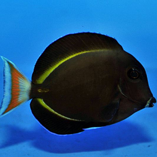 Acanthurus Achilles Hybrid