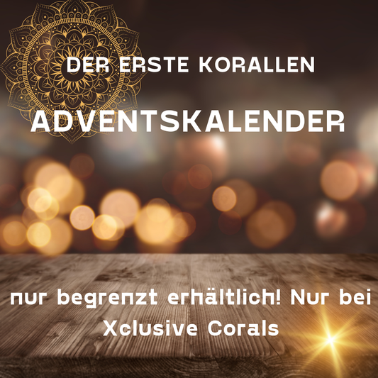 Korallen Adventskalender