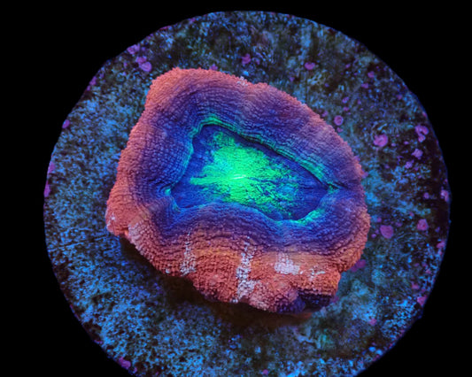 Acanthastrea bowerbanki (Holy Grail)