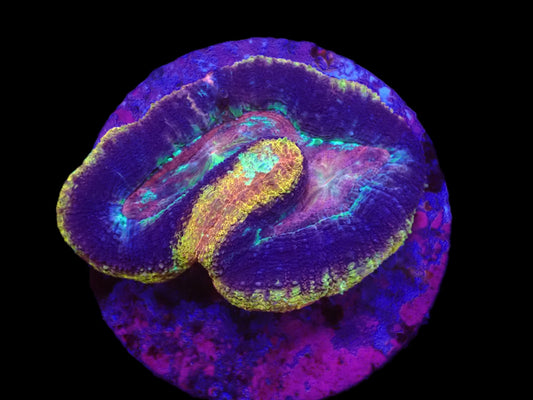 Acanthastrea bowerbanki (Holy Grail) (2 Köpfe)