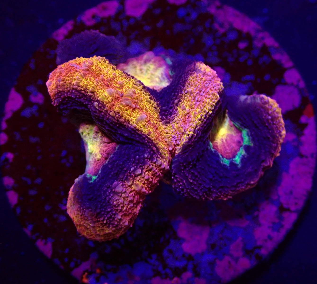 Acanthastrea bowerbanki (Holy Grail) (3 Köpfe)