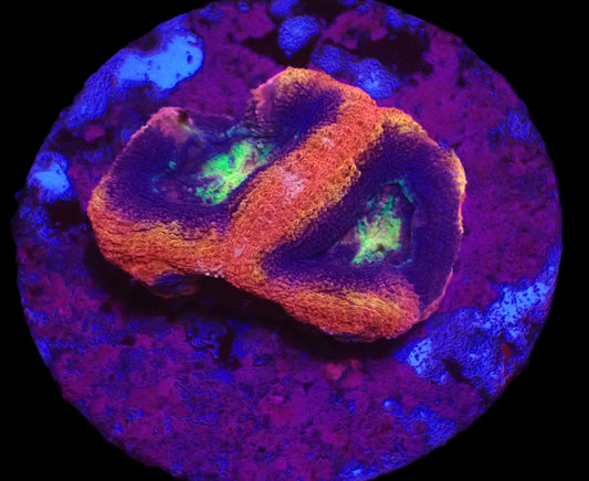Acanthastrea bowerbanki (Holy Grail)