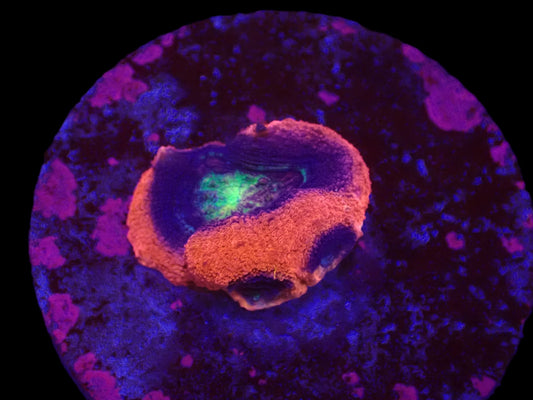 Acanthastrea bowerbanki (Holy Grail)