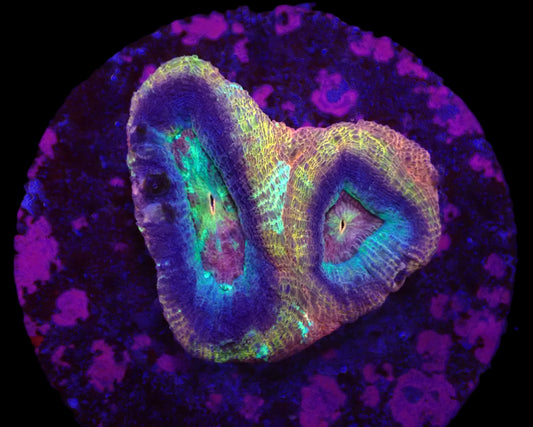 Acanthastrea bowerbanki (Holy Grail) (S)