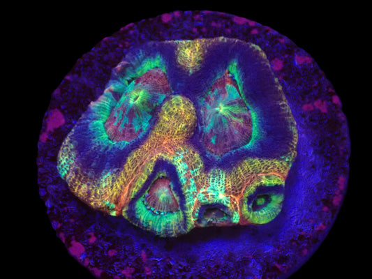 Acanthastrea bowerbanki (Holy Grail) (S)