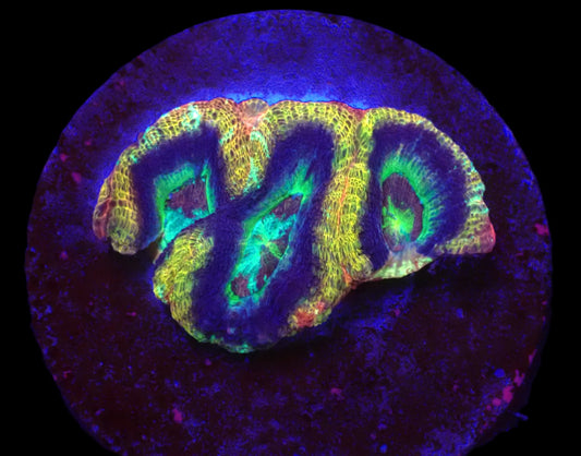 Acanthastrea bowerbanki (Holy Grail) (S)