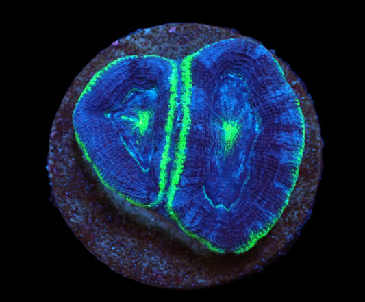 Acanthastrea bowerbanki (Premium)
