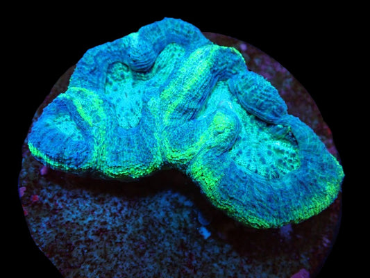 Acanthastrea bowerbanki (Premium)