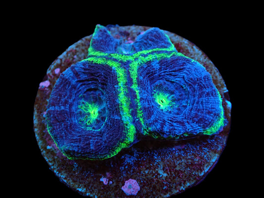 Acanthastrea bowerbanki (Spezial)