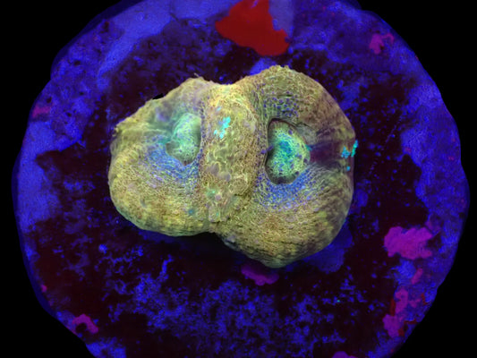 Acanthastrea bowerbanki (Premium)