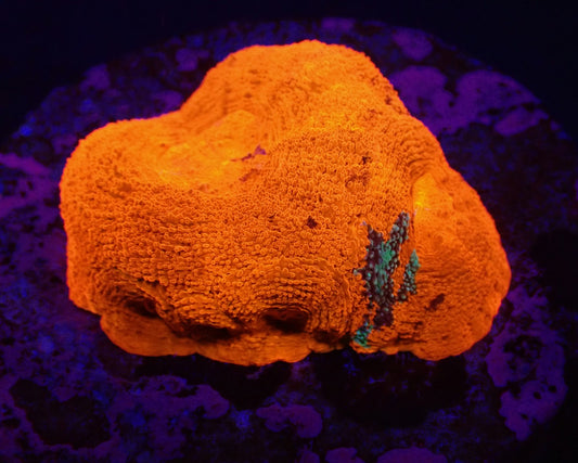 Acanthastrea bowerbanki Ultra grafted