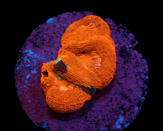 Acanthastrea bowerbanki (Spezial)