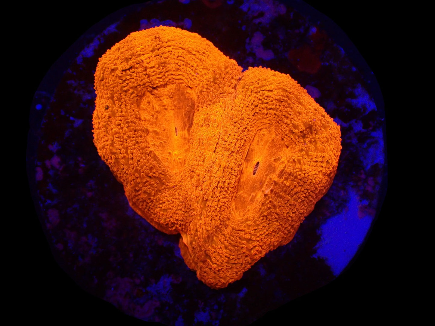 Acanthastrea bowerbanki (Ultra)