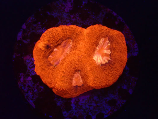 Acanthastrea bowerbanki (Ultra)