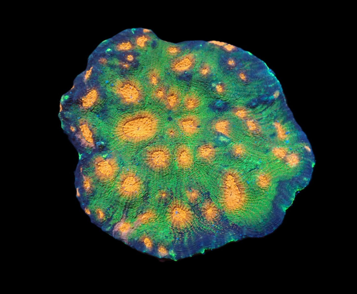 Acanthastrea echinata (Special)