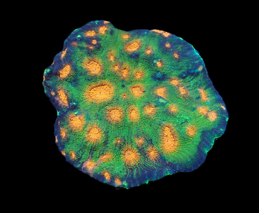 Acanthastrea echinata (Special)