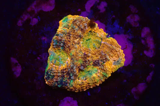 Acanthastrea lordhowensis (Ultra)
