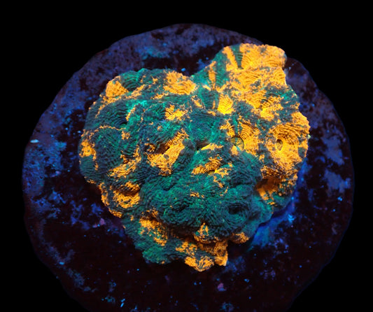 Acanthastrea echinata (Ultra) L