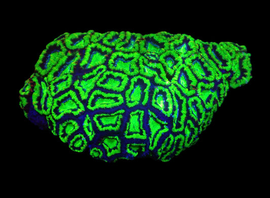 Acanthastrea lordhowensis (Grün Ultra) (XXL)