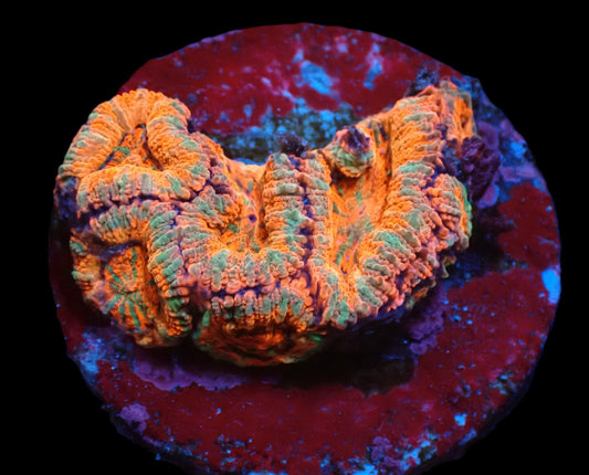 Acanthastrea lordhowensis (Premium)