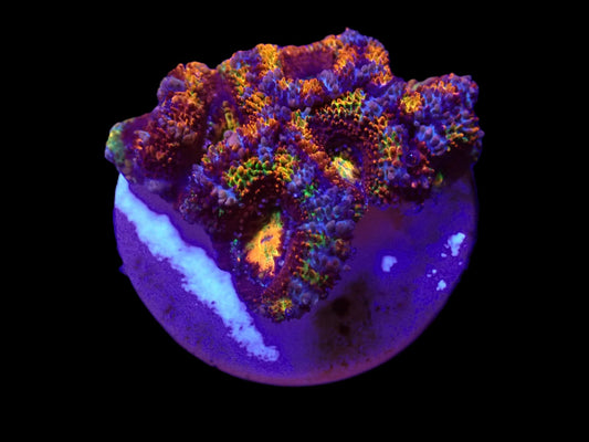 Acanthastrea lordhowensis (Rainbow)