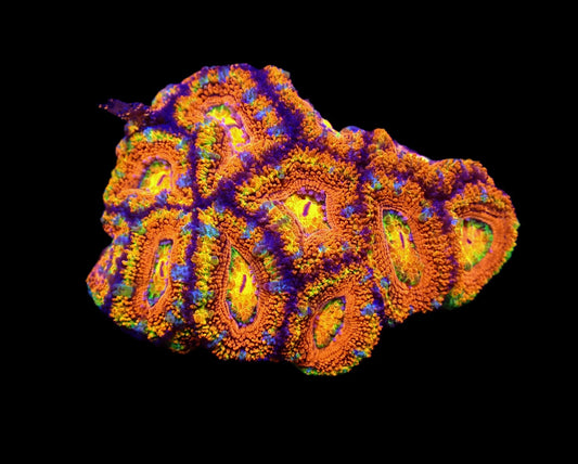 Acanthastrea lordhowensis (Rainbow) (M)