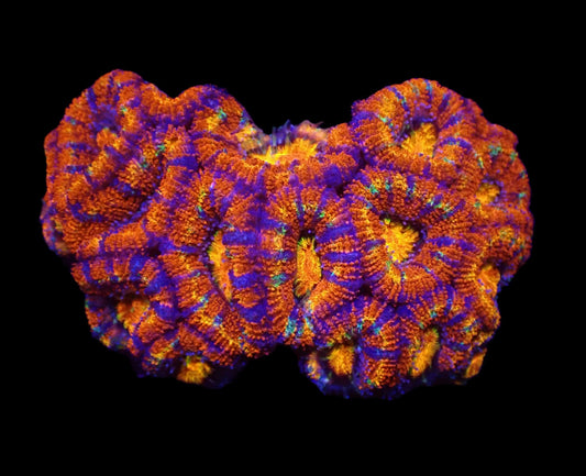 Acanthastrea lordhowensis (Rainbow)