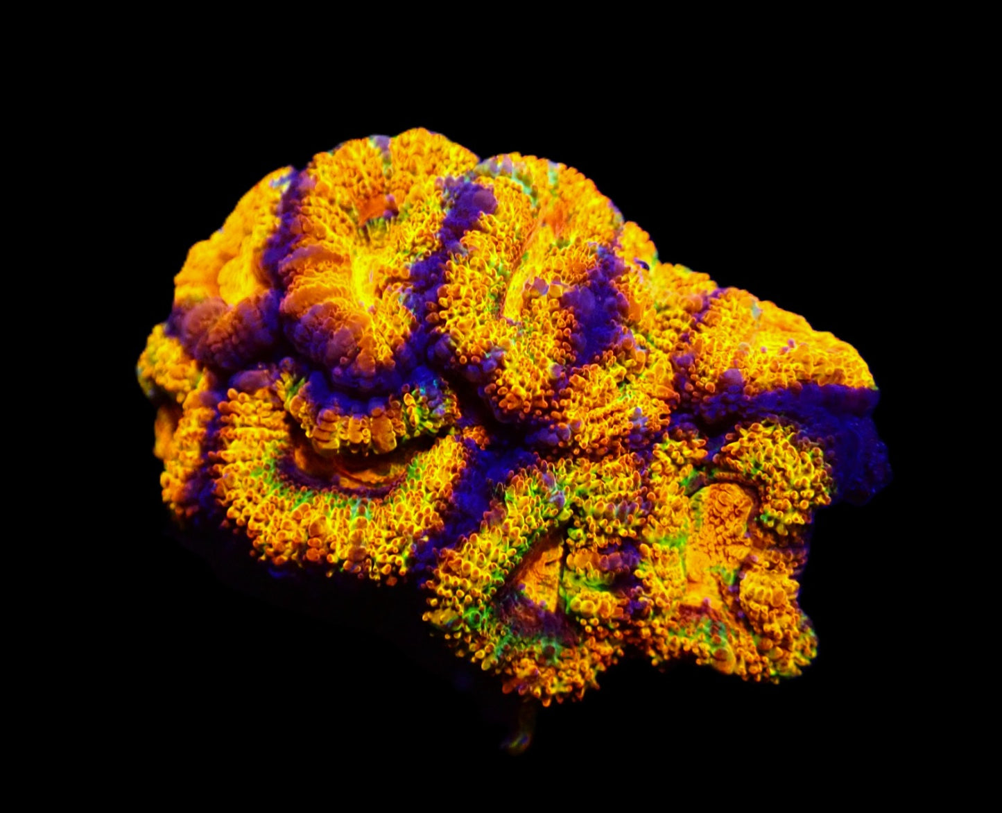 Acanthastrea lordhowensis (Rainbow) (S)