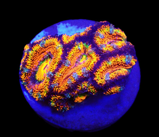 Acanthastrea lordhowensis (Rainbow) (S)