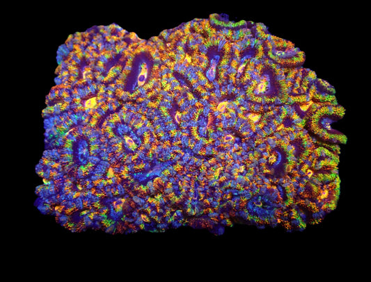 Acanthastrea lordhowensis (Rainbow) (XXL)