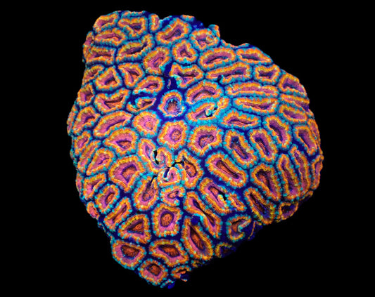Acanthastrea lordhowensis (Rainbow) (XL)