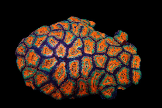 Acanthastrea lordhowensis (Special) (XL)