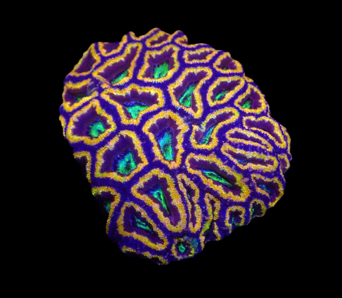 Acanthastrea lordhowensis (Special Colored) (L)
