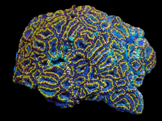 Acanthastrea lordhowensis (Special) (XXL)