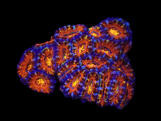 Acanthastrea lordhowensis (Ultra-Orange Eye)