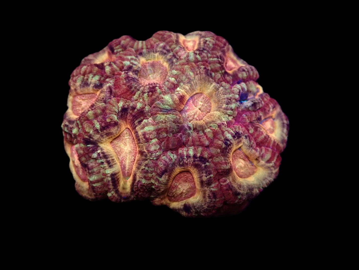 Acanthastrea lordhowensis (Ultra) (Asian Acan)