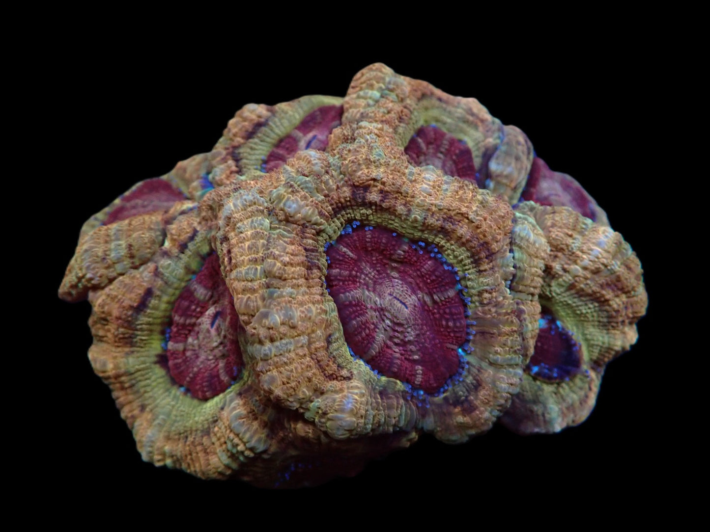 Acanthastrea lordhowensis Mastergrade