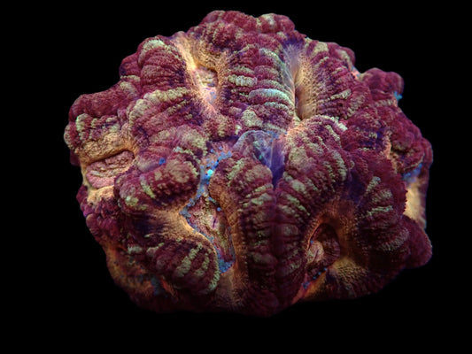 Acanthastrea lordhowensis Mastergrade