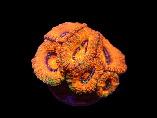 Acanthastrea lordhowensis (Ultra)