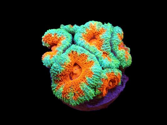 Acanthastrea lordhowensis (Ultra)