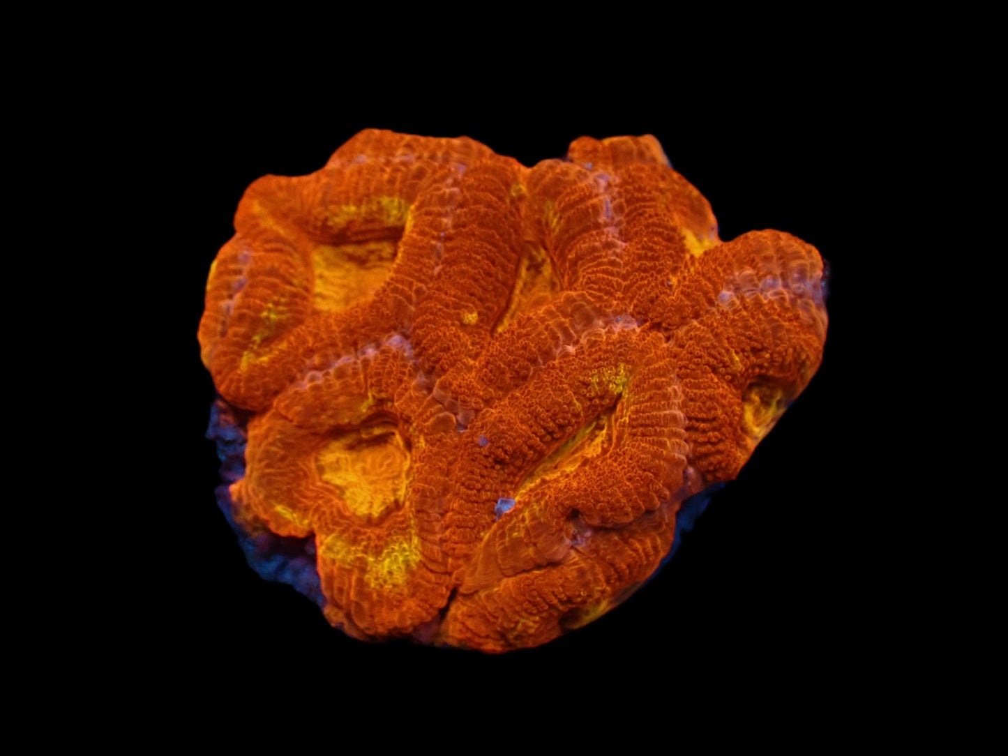 Acanthastrea lordhowensis (Ultra)
