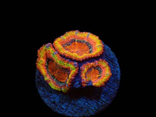 Acanthastrea lordhowensis (Ultra)