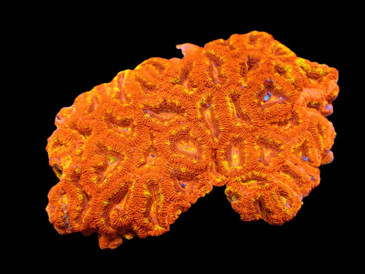 Acanthastrea lordhowensis (Ultra) (L)