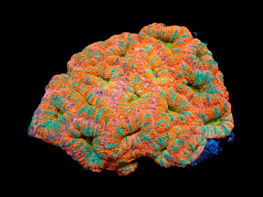 Acanthastrea lordhowensis (Ultra)