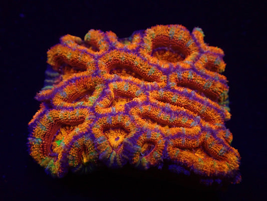 Acanthastrea lordhowensis (Ultra)