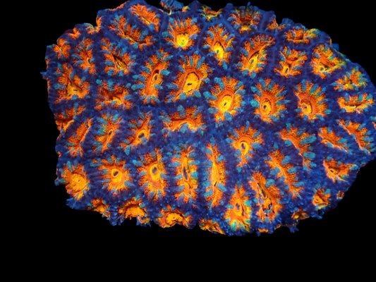 Acanthastrea lordhowensis (Ultra) (XL)
